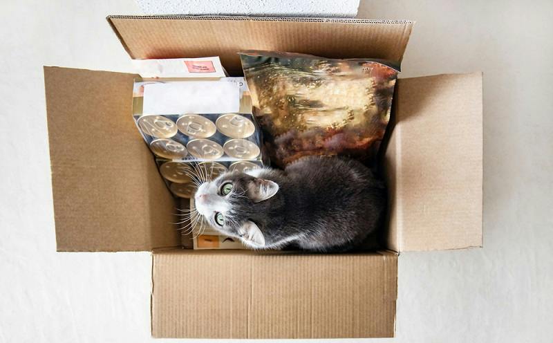 box with cat and supplies. Image: shutterstock