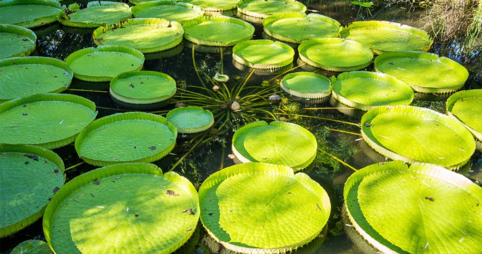 victoria lily pads in a garden