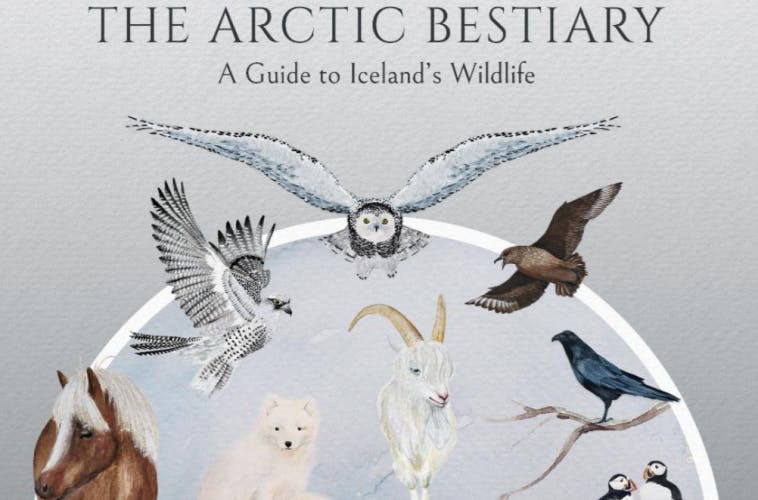 Arctic Bestiary Iceland's Wildlife docugraphic